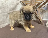 Angel, a male Brussels Griffon for sale in Richland, MO – 3 of 6