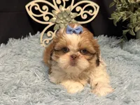 Emberleigh, a female Shih Tzu for sale in Richland, MO – 3 of 6