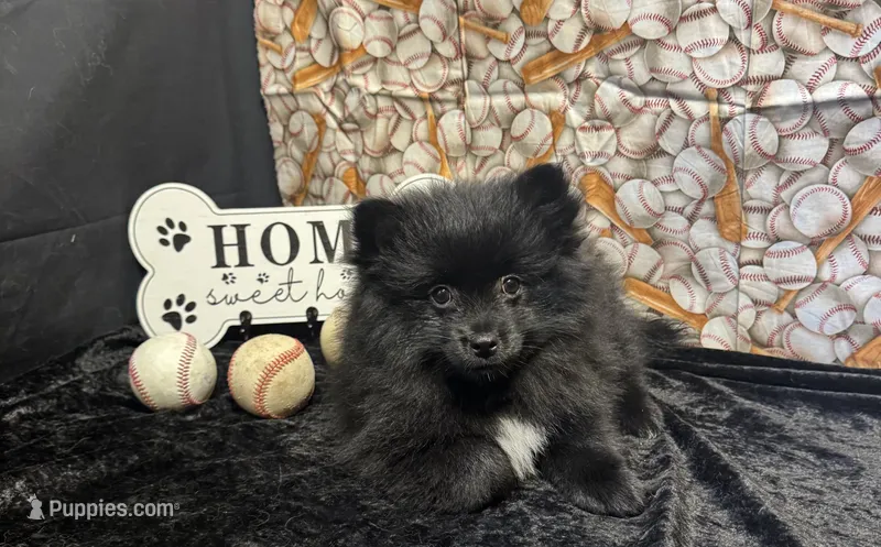 Treyvon – Pomeranian puppy for sale in Richland, MO
