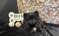 Treyvon, a male Pomeranian for sale in Richland, MO – 1 of 3
