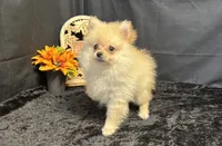 Caleb, a male Pomeranian for sale in Richland, MO – 7 of 7