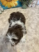 Edison, a male Shih Tzu for sale in Richland, MO – 6 of 7