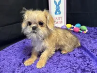 Daniel, a male Shih Tzu and Brussels Griffon for sale in Richland, MO – Photo 1 of 6