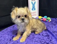 Daniel, a male Shih Tzu and Brussels Griffon for sale in Richland, MO – Photo 4 of 6