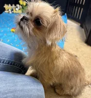Daniel, a male Shih Tzu and Brussels Griffon for sale in Richland, MO – Photo 1 of 6