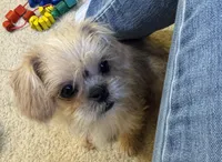 Daniel, a male Shih Tzu and Brussels Griffon for sale in Richland, MO – Photo 2 of 6