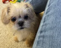 Daniel, a male Shih Tzu and Brussels Griffon for sale in Richland, MO – Photo 6 of 6