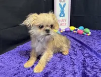 Daniel, a male Shih Tzu and Brussels Griffon for sale in Richland, MO – Photo 6 of 6