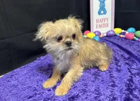 Daniel, a male Shih Tzu and Brussels Griffon for sale in Richland, MO – Photo 5 of 6