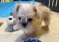 Daniel, a male Shih Tzu and Brussels Griffon for sale in Richland, MO – Photo 3 of 6