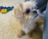 Daniel, a male Shih Tzu and Brussels Griffon for sale in Richland, MO – Photo 5 of 6