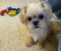 Daniel, a male Shih Tzu and Brussels Griffon for sale in Richland, MO – Photo 4 of 6