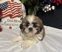 Shayla, a female Shih Tzu for sale in Richland, MO – 5 of 5