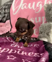 Tiny (teacup), a female Chihuahua for sale in Maxton, NC – Photo 2 of 4