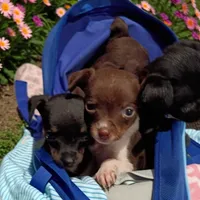 Tiny (teacup), a female Chihuahua for sale in Maxton, NC – Photo 3 of 4