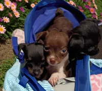Tiny (teacup), a female Chihuahua for sale in Maxton, NC – Photo 3 of 4