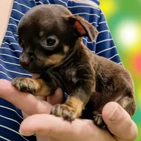 Tiny (teacup), a female Chihuahua for sale in Maxton, NC – Photo 4 of 4