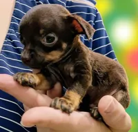 Tiny (teacup), a female Chihuahua for sale in Maxton, NC – Photo 4 of 4