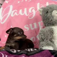 Tiny (teacup), a female Chihuahua for sale in Maxton, NC – Photo 1 of 4