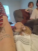 Teacup Teonna, a female Chihuahua for sale in Maxton, NC – 2 of 2