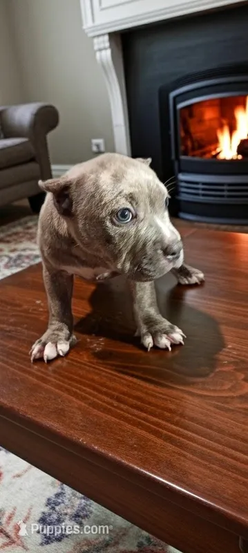 Kiya – American Bully puppy for sale in Maxton, NC