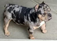 Kiya, a female American Bully for sale in Maxton, NC – Photo 3 of 5