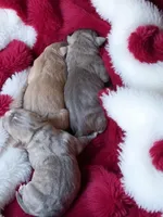 Kiya, a female American Bully for sale in Maxton, NC – Photo 4 of 5