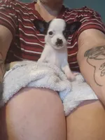 Teacup Teddy, a male Chihuahua for sale in Maxton, NC – 4 of 4