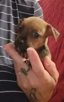 Karson, a male Chihuahua for sale in Maxton, NC – 4 of 6