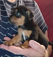 Karly, a female Chihuahua for sale in Maxton, NC – 3 of 4