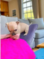 Sandy (teacup), a female Chihuahua for sale in Maxton, NC – Photo 3 of 7