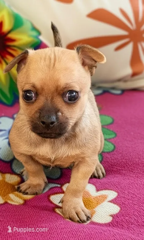 Sandy (teacup) – Chihuahua puppy for sale in Maxton, NC