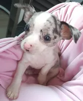 Sparticus, a male Chihuahua for sale in Maxton, NC – Photo 1 of 2