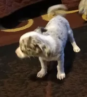 Sparticus, a male Chihuahua for sale in Maxton, NC – Photo 2 of 2