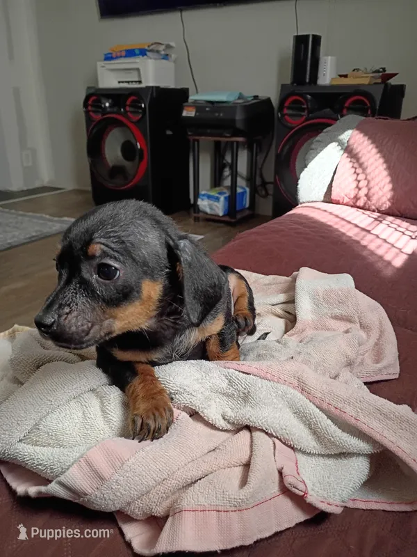 Little Lena – Chihuahua, Miniature Dachshund puppy for sale in Maxton, NC