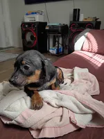 Little Lena, a female Chihuahua and Miniature Dachshund for sale in Maxton, NC – 1 of 6