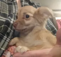 Tiny Tim, a male Chihuahua for sale in Maxton, NC – 1 of 4