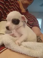 Teacup Spud, a male Chihuahua for sale in Maxton, NC – 2 of 5