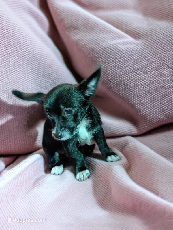 Cammi  – Chihuahua puppy for sale in Maxton, NC