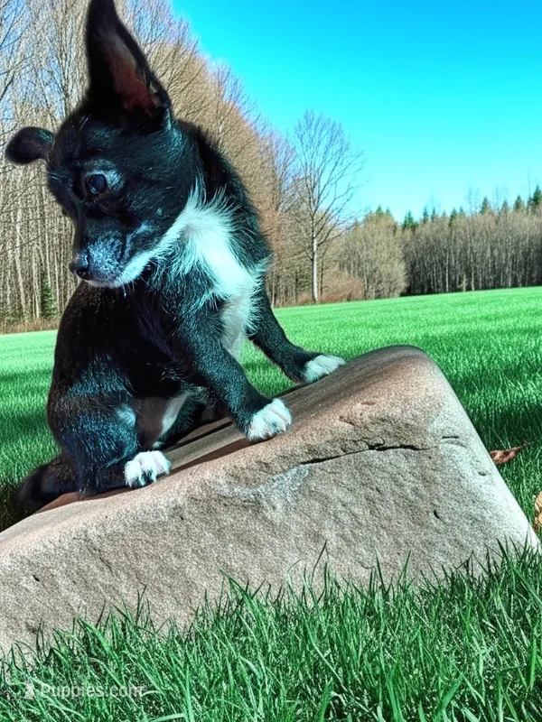 Cammi  – Chihuahua puppy for sale in Maxton, NC