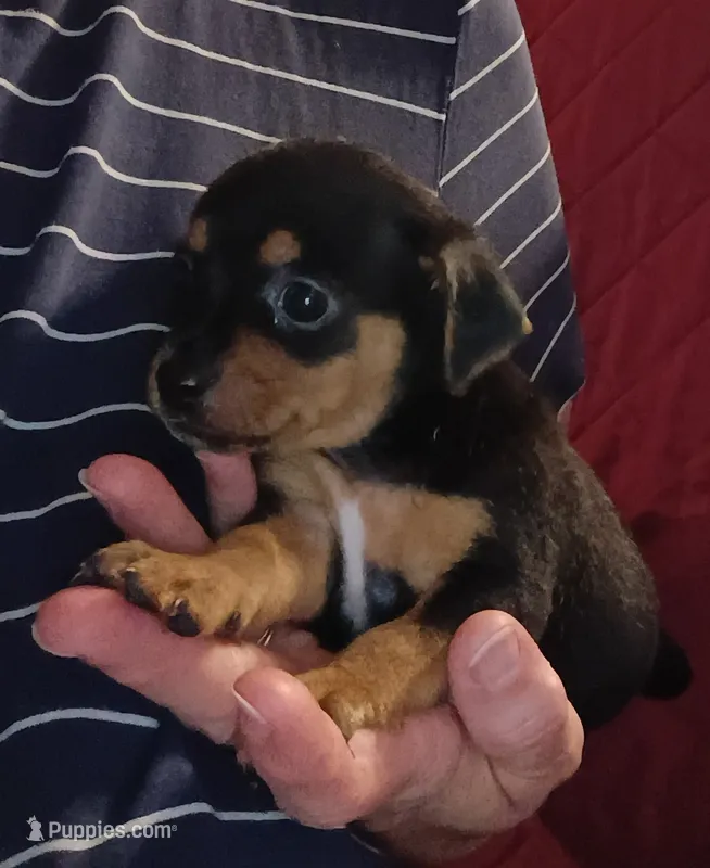 Karly – Chihuahua puppy for sale in Maxton, NC