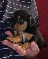 Karly, a female Chihuahua for sale in Maxton, NC – 1 of 4