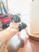 Kyle, a male Chihuahua for sale in Maxton, NC – 3 of 4