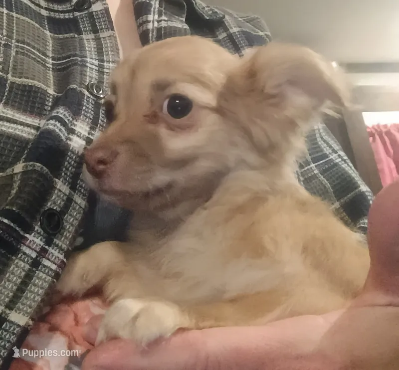 Hercules (teacup)  – Chihuahua puppy for sale in Maxton, NC
