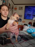 Kane, a male Chihuahua for sale in Maxton, NC – Photo 3 of 3