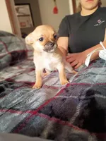 Kane, a male Chihuahua for sale in Maxton, NC – Photo 1 of 3