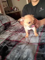 Kane, a male Chihuahua for sale in Maxton, NC – Photo 2 of 3