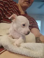 Teacup Spud, a male Chihuahua for sale in Maxton, NC – 5 of 5