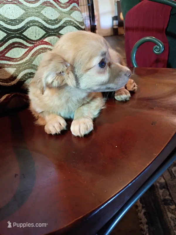 Blakie (longhaired miniature) – Chihuahua, Miniature Dachshund puppy for sale in Maxton, NC