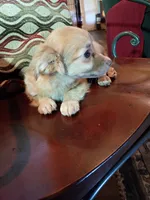Blakie (longhaired), a male Chihuahua and Miniature Dachshund for sale in Maxton, NC – 3 of 6